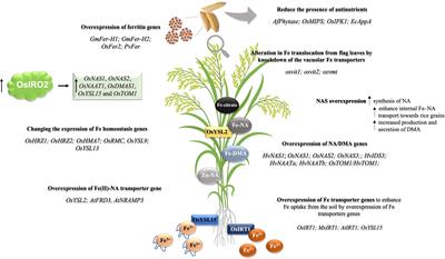 A tale of two metals: Biofortification of rice grains with iron and zinc